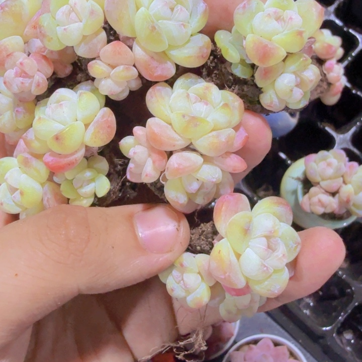 樱花粉冰玉穴盘一群