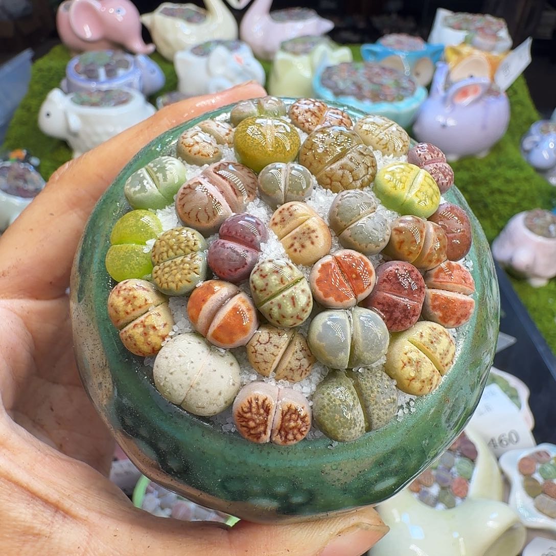 多肉植物福利冲629