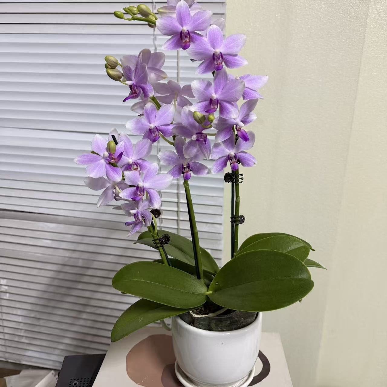 蝴蝶兰【梦幻蓝宝石】3支花剑 室内花花 广州基地直发