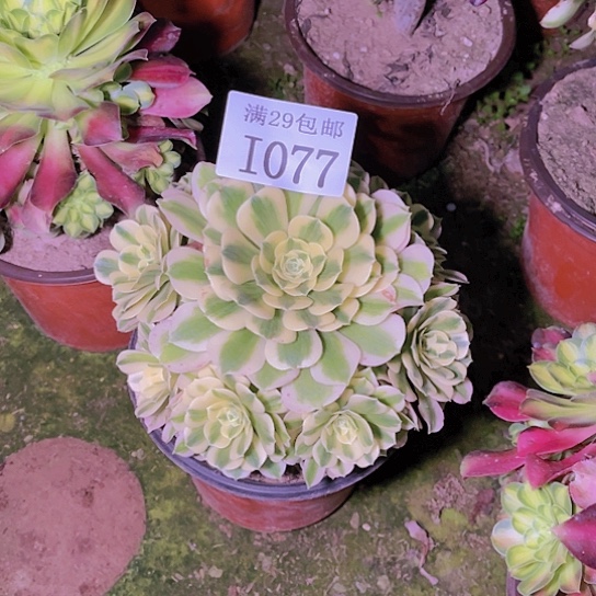 1077迈巴赫多肉植物