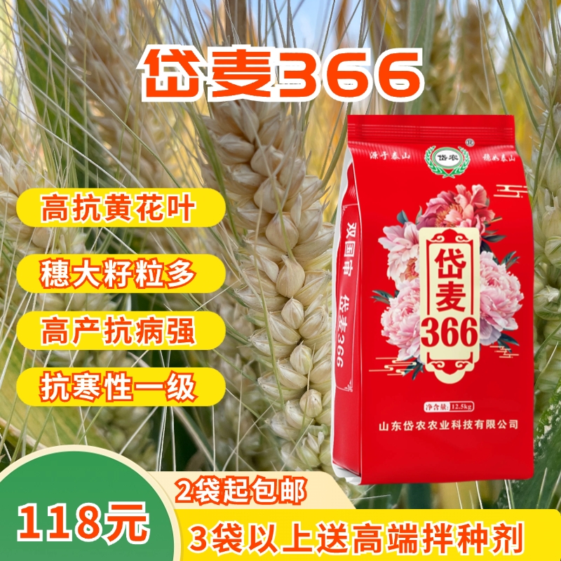 双国审【岱麦366】高抗黄花叶病毒病、高抗倒、抗寒1级、高产小麦种
