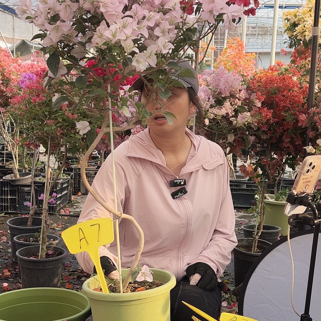 ***.大部分花苞少量开放A7苹果花