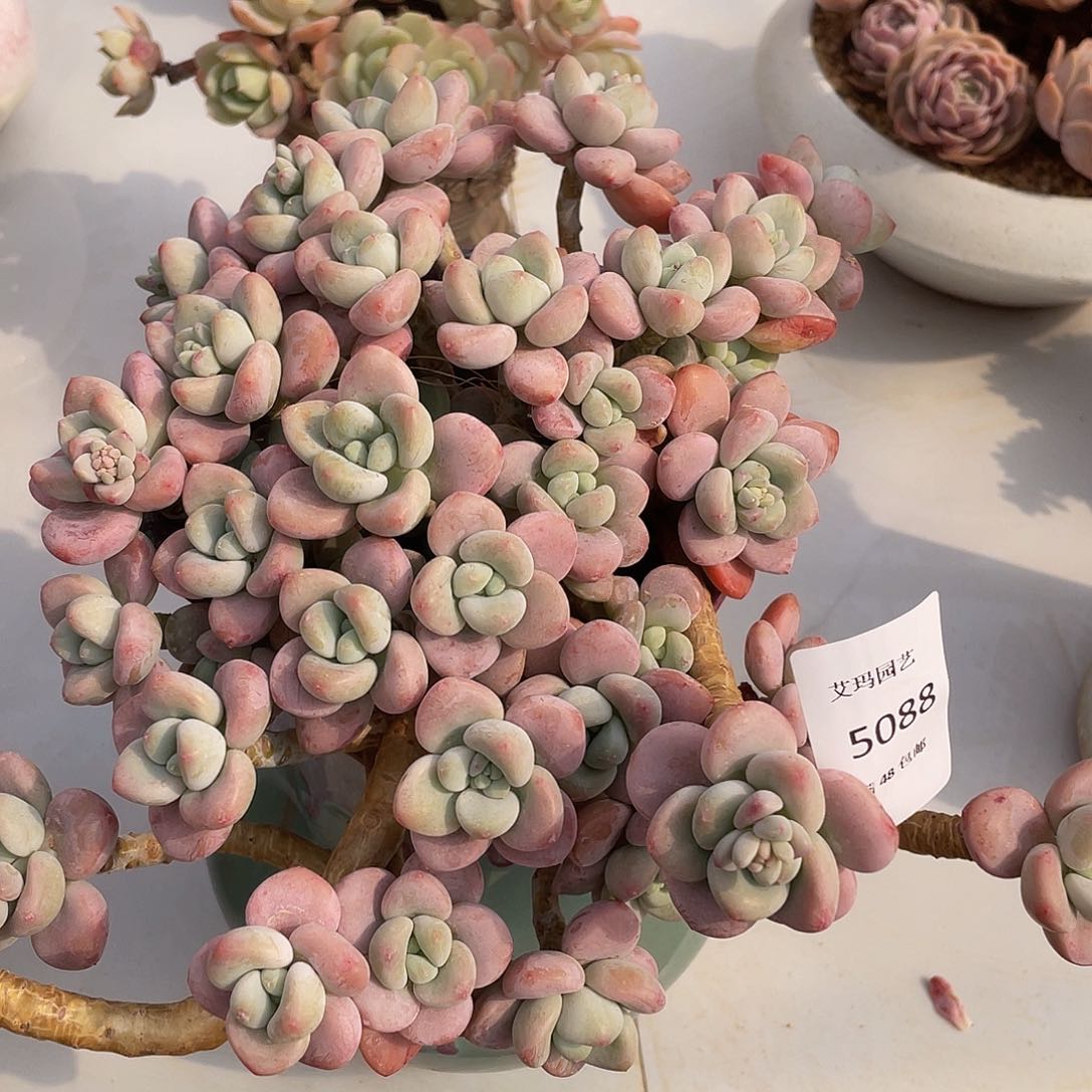 红洛神088 多肉多肉多肉