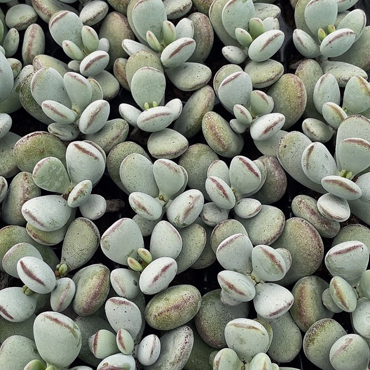 小乒乓1元带土发货