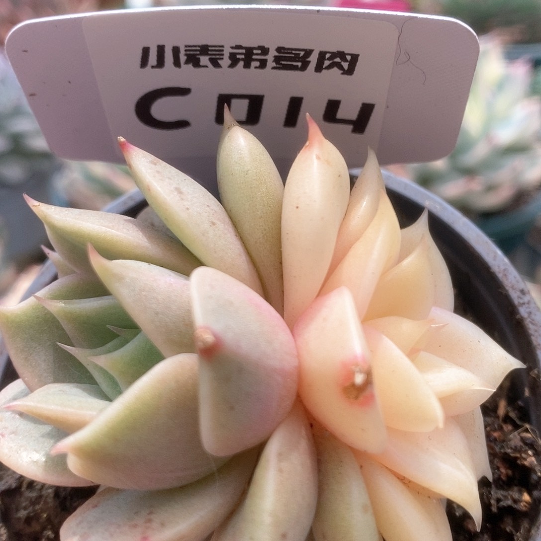 C014贝加尔湖锦锦锦锦