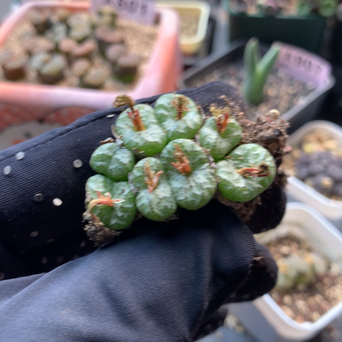 877安贞母本一颗