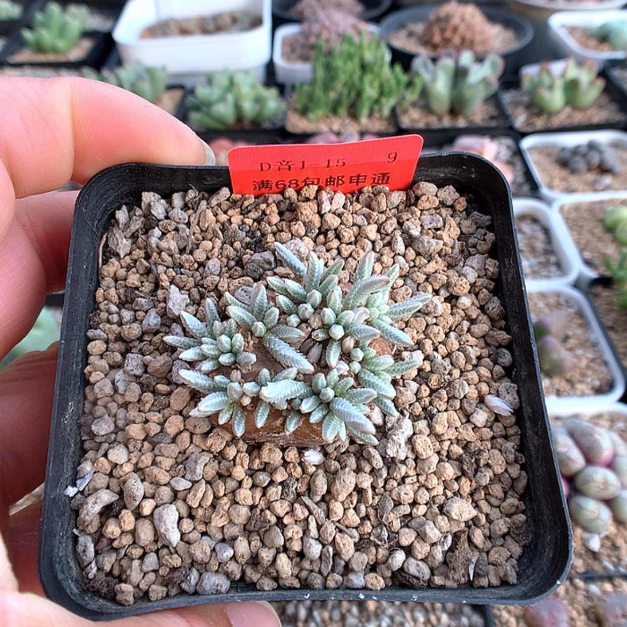 【闪购商品】1-15-9 白花韧锦一颗 50