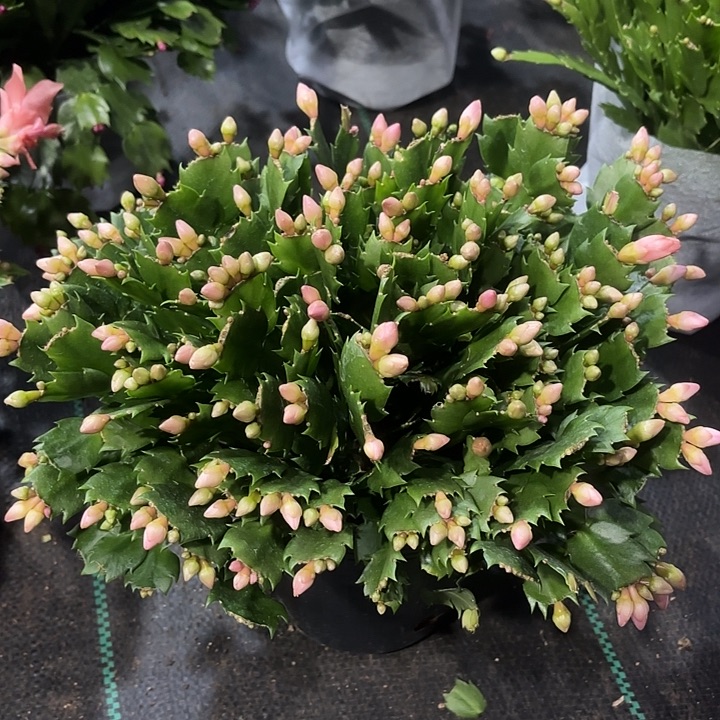 l***9当前无花栽培后可以开花