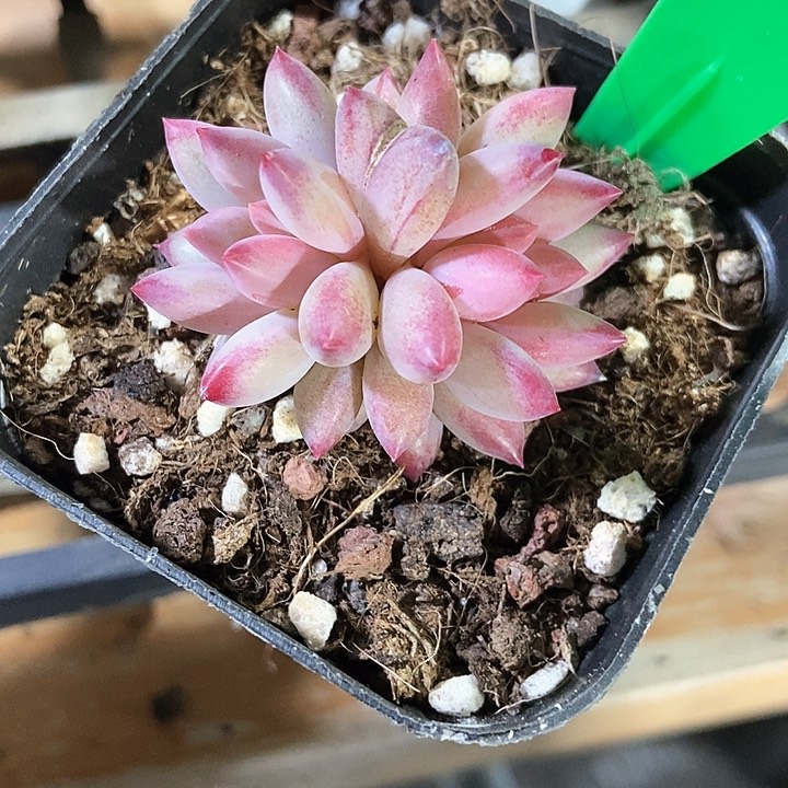 多肉植物虞美人756