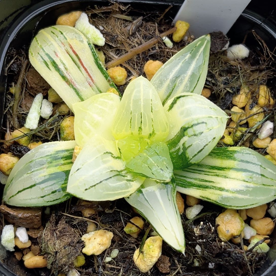 44红纹寿锦福利专场