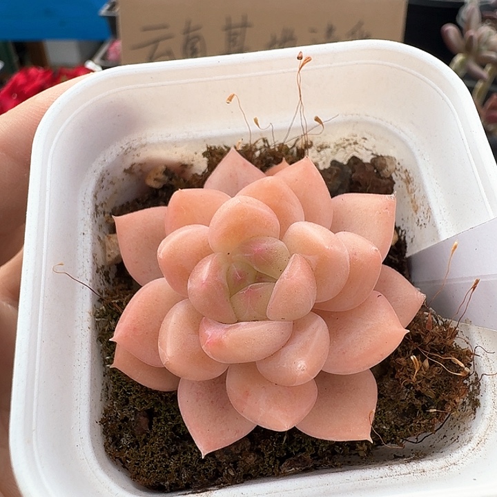 糖心杂交多肉植物287