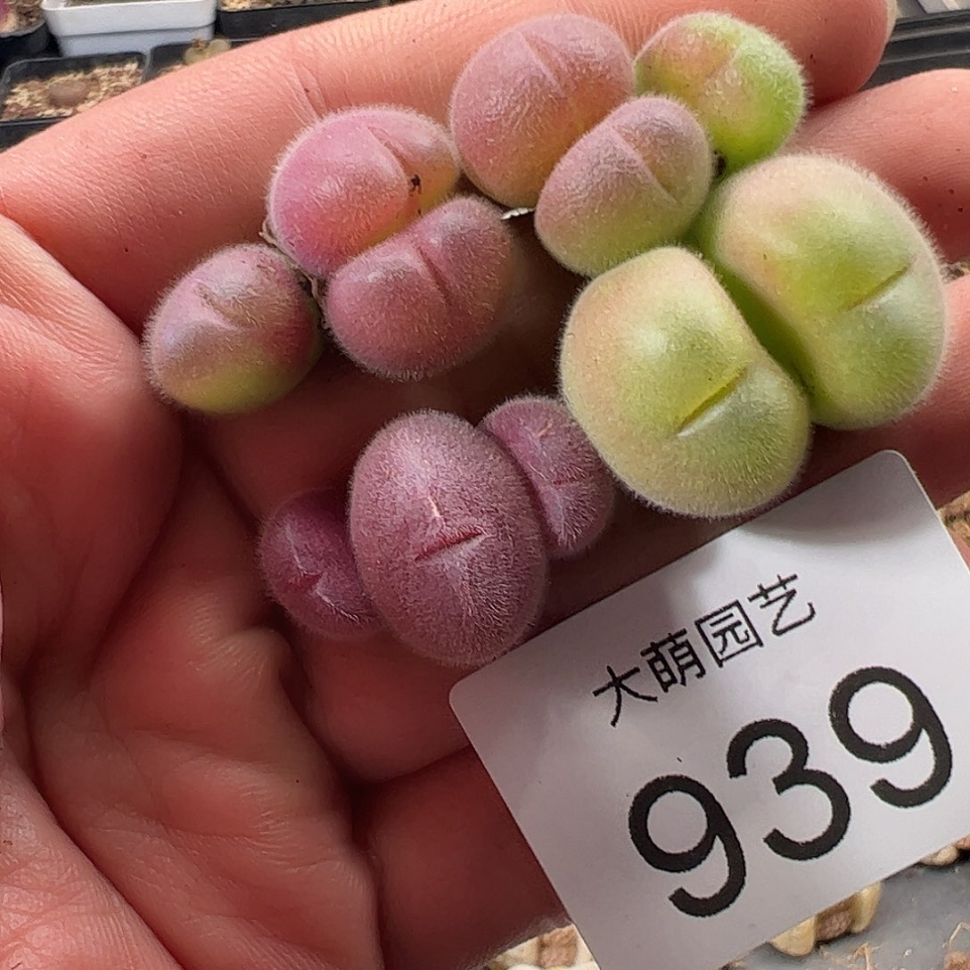 一物一拍。       939