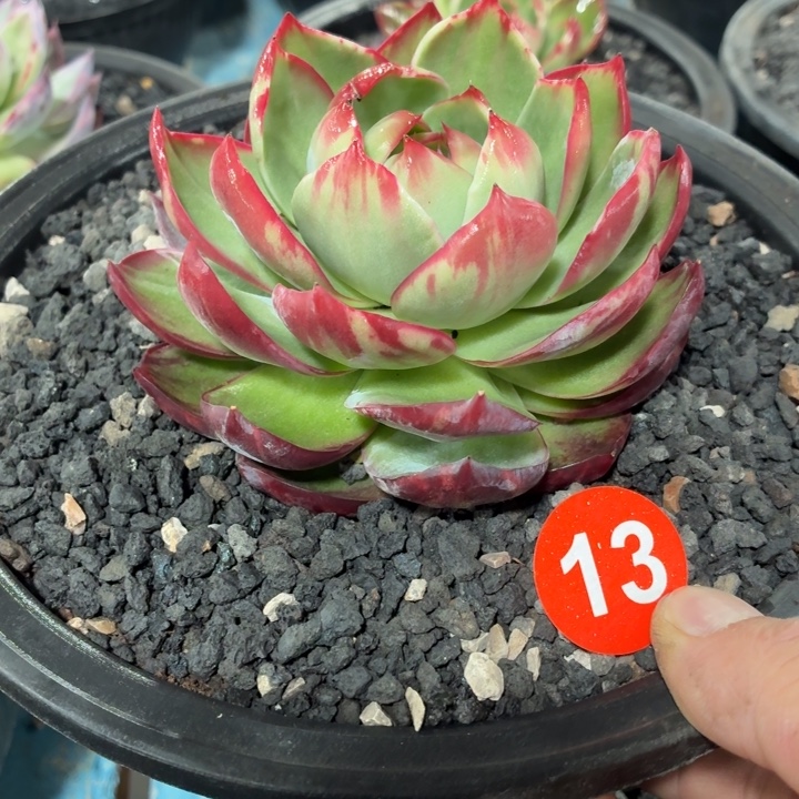 向****多肉植物惊鸿仙子