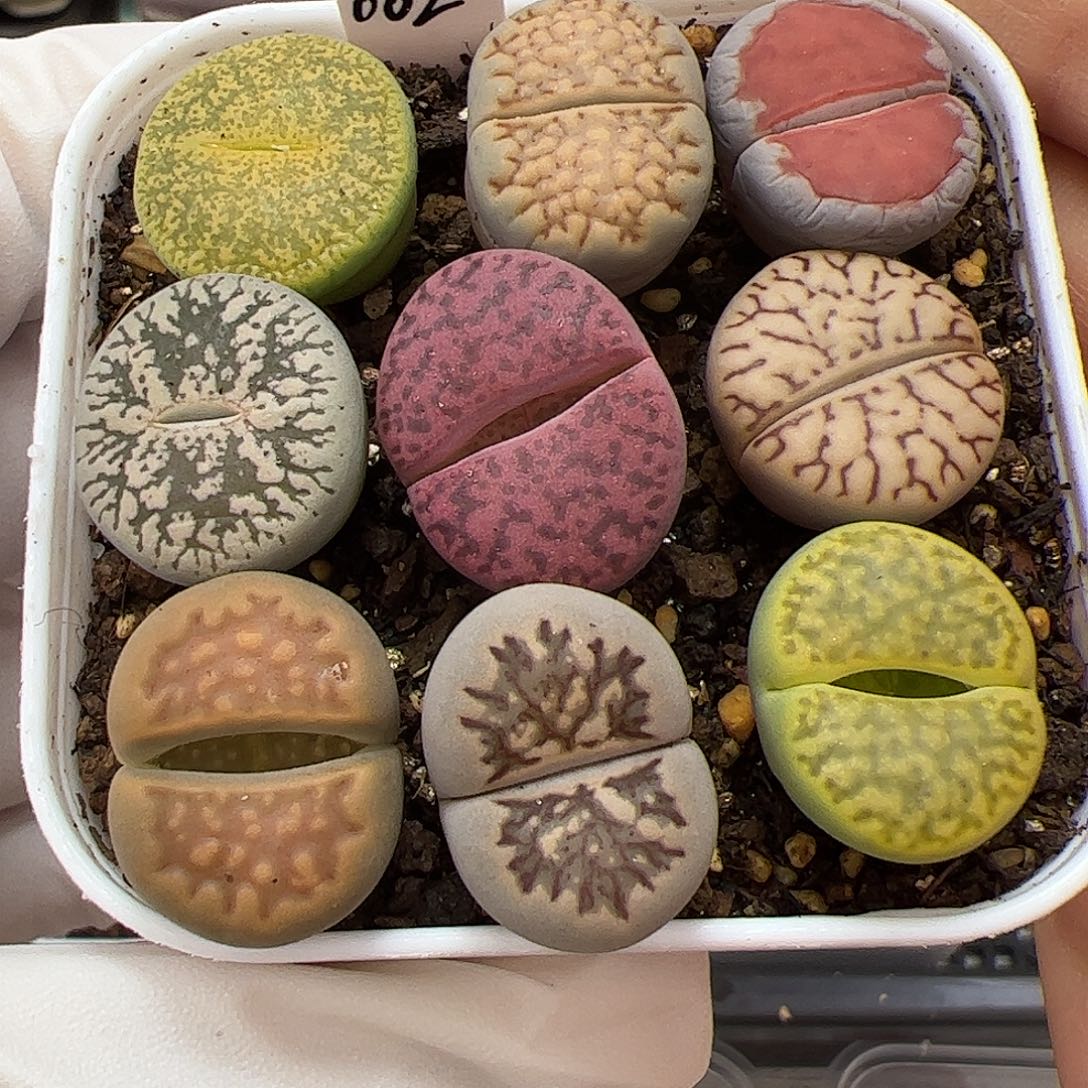 生石花多肉彩拼一盆