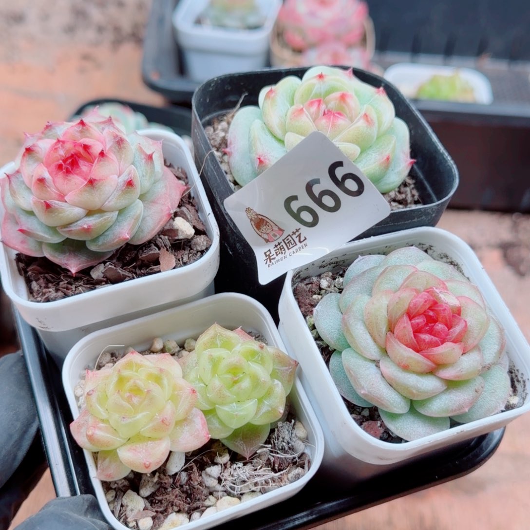 L***D多肉植物多肉植物