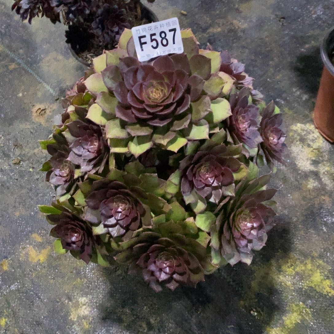 587红魔法师一棵