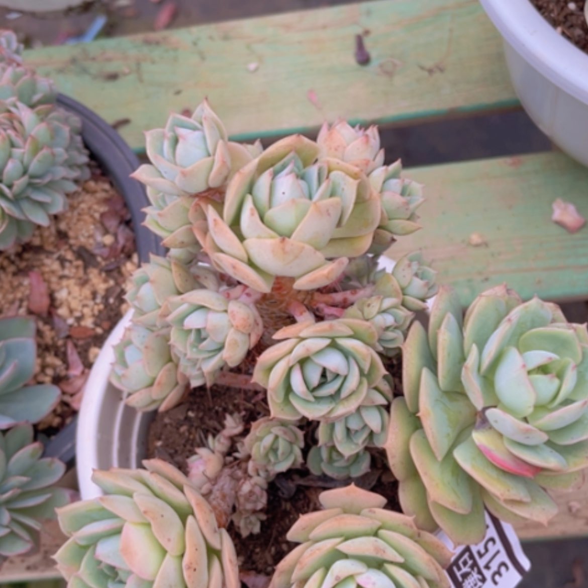 【闪购商品】克罗地亚玫瑰3151