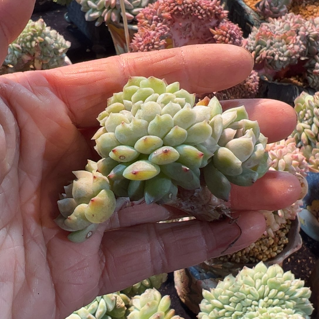 新年快乐啊宝宝们加油啊8888888