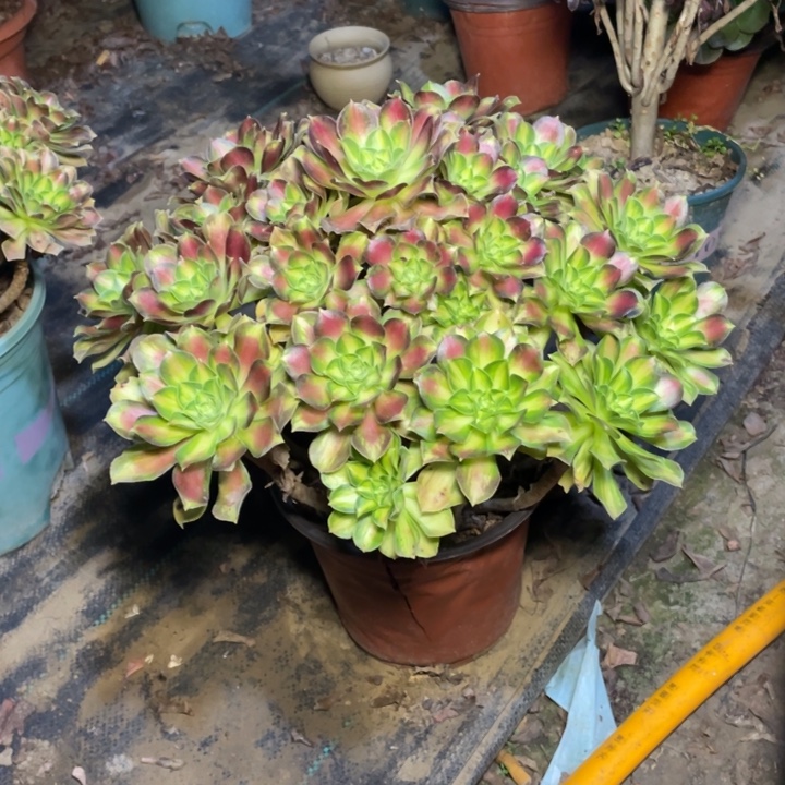 褔***星597多肉植物多肉多肉多肉多肉