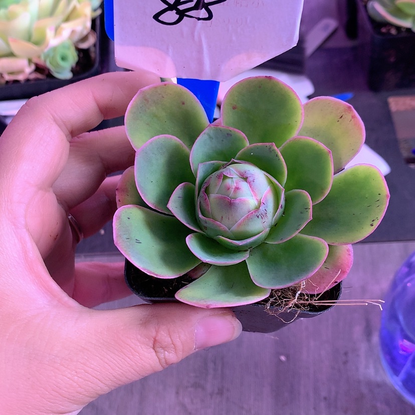 【闪购商品】路**山yjj88盈月