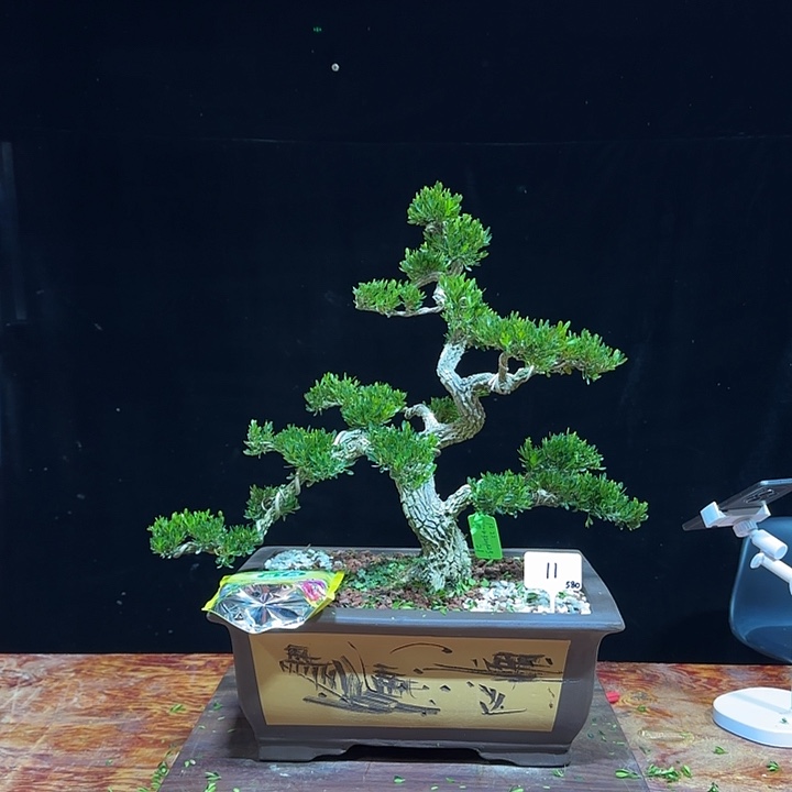 无花朵广东雀舌黄杨