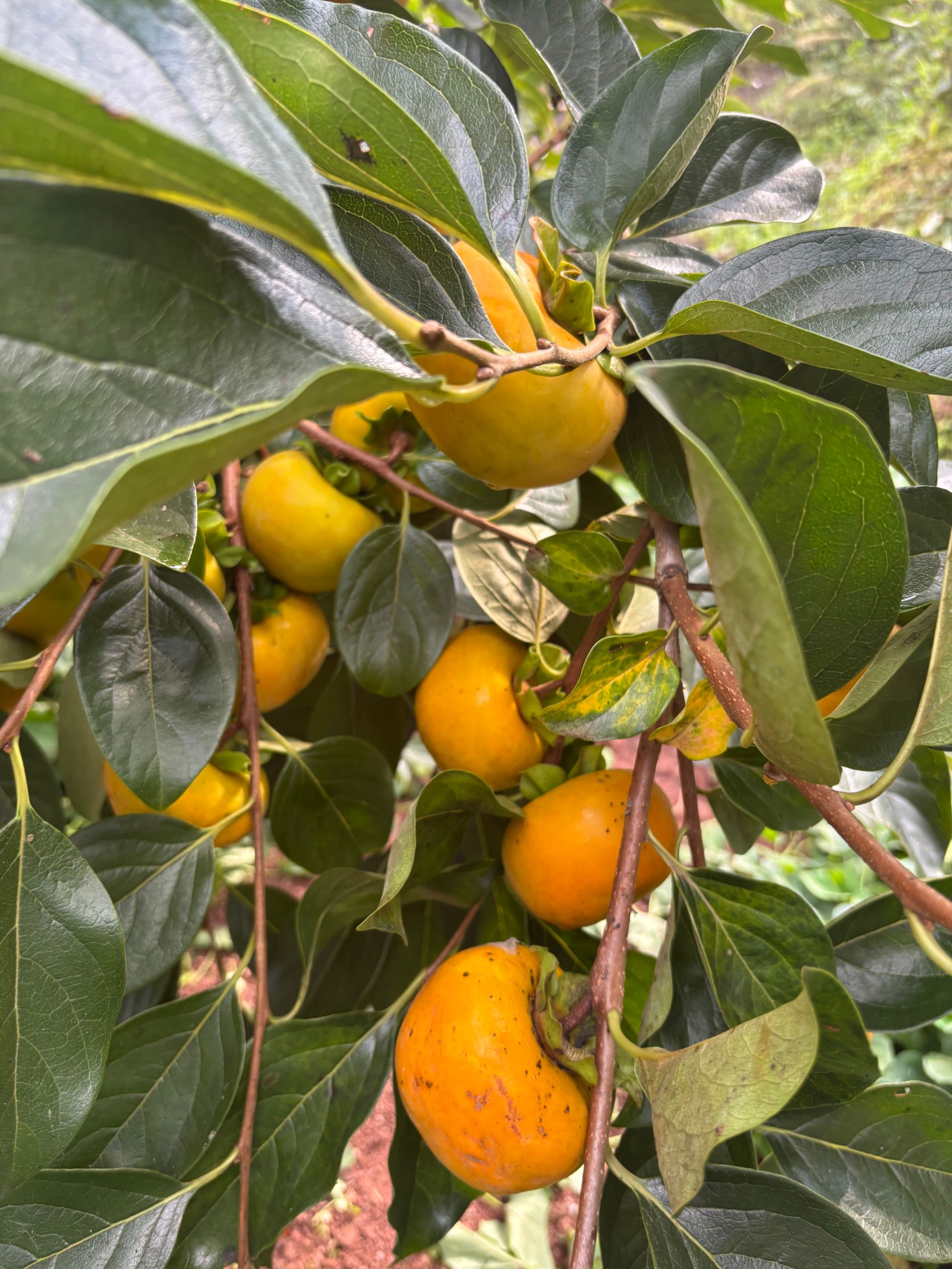 恩施高山农家自种脆甜柿子现摘现发（不套袋不打药自然成熟）