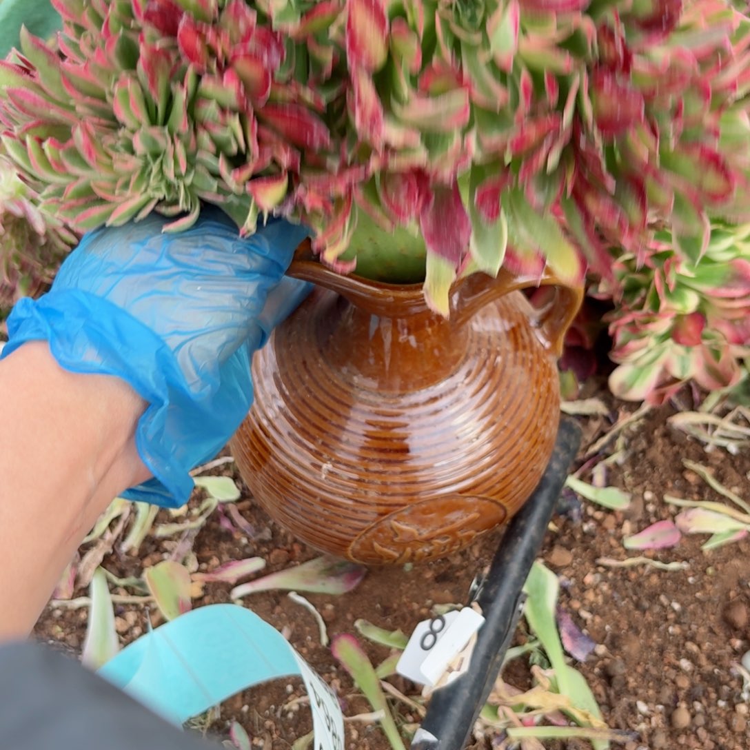 嗯8860 号多肉法师特价没有根