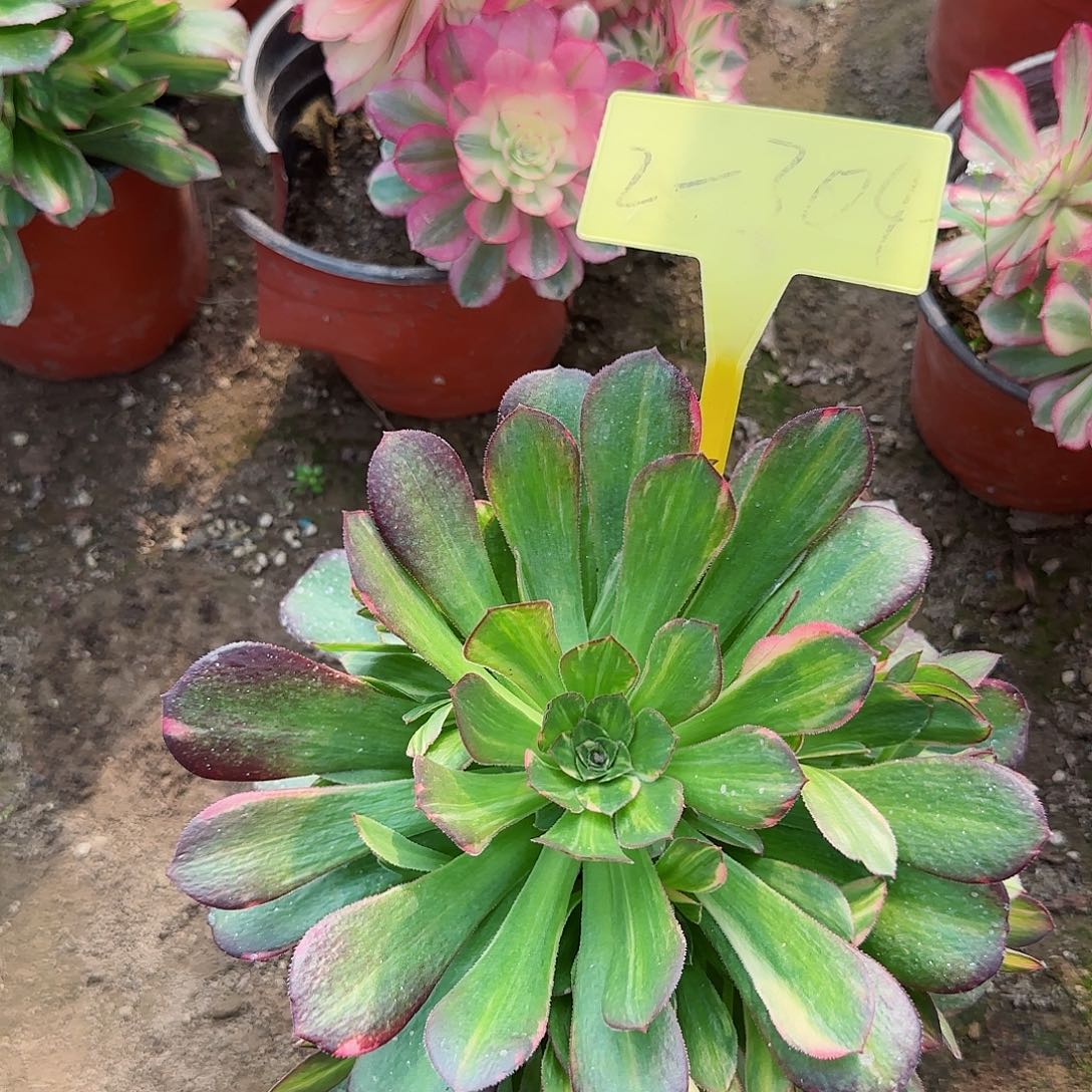 2-304---多头多肉植物