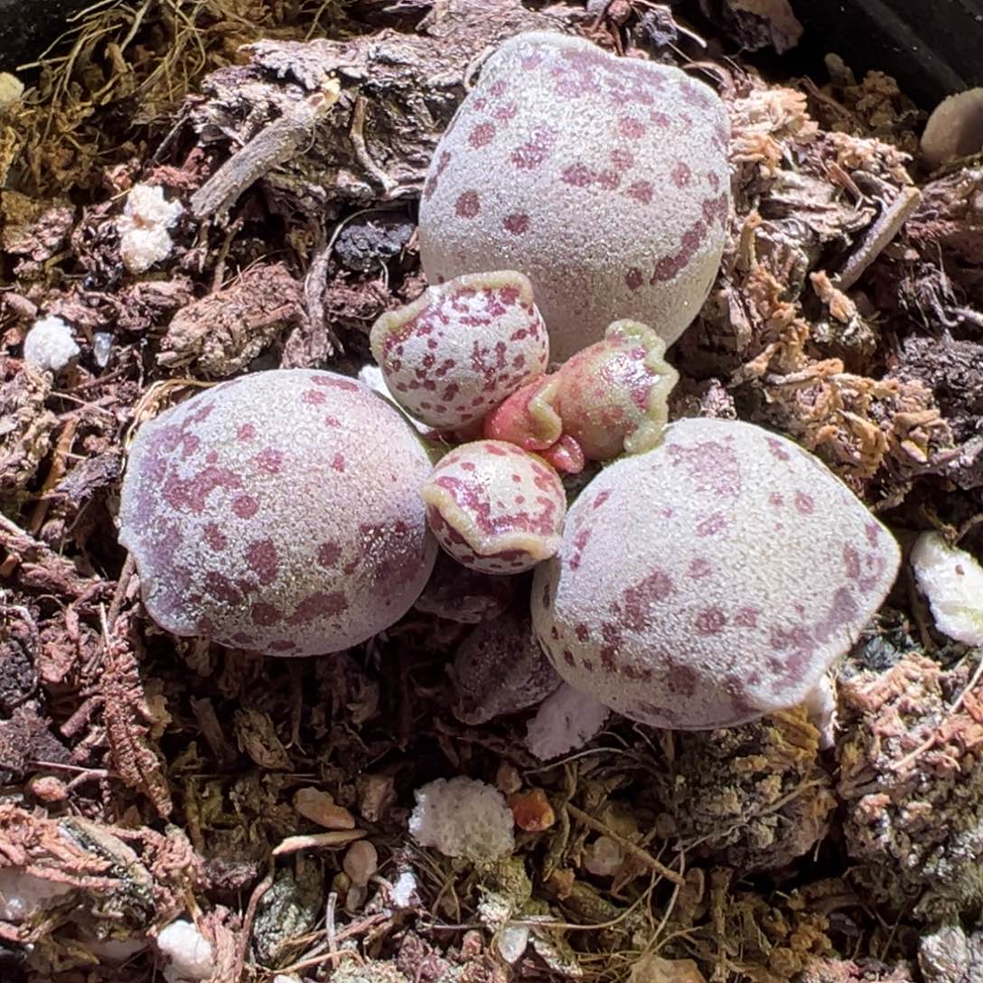 达摩海豹多肉植物水泡