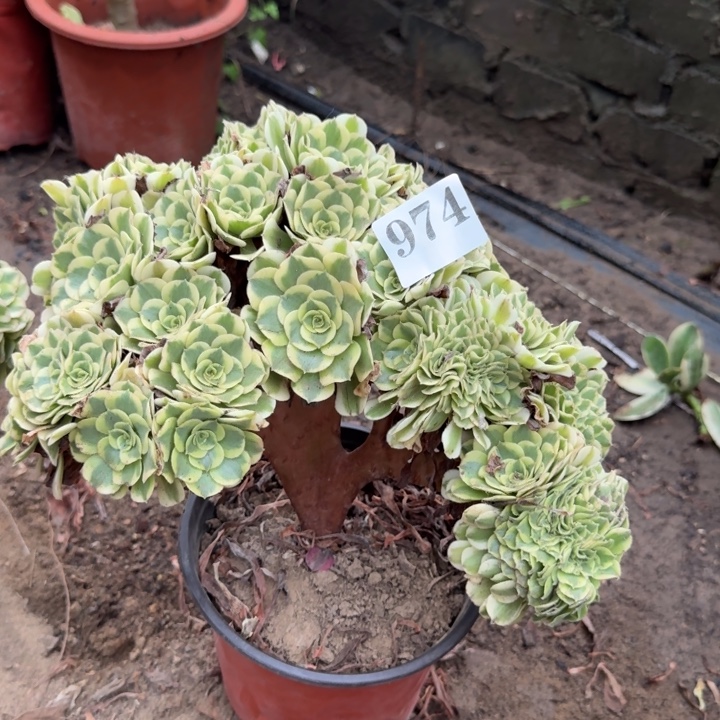 绿豆沙自然朵朵缀化974