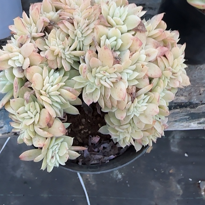 钱***了青蛙王子儿童牙膏套装。