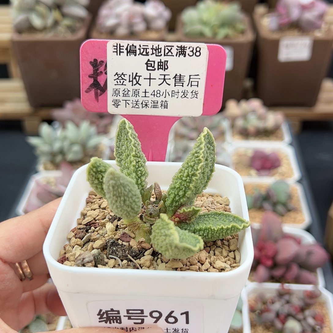 961绿皮多肉植物