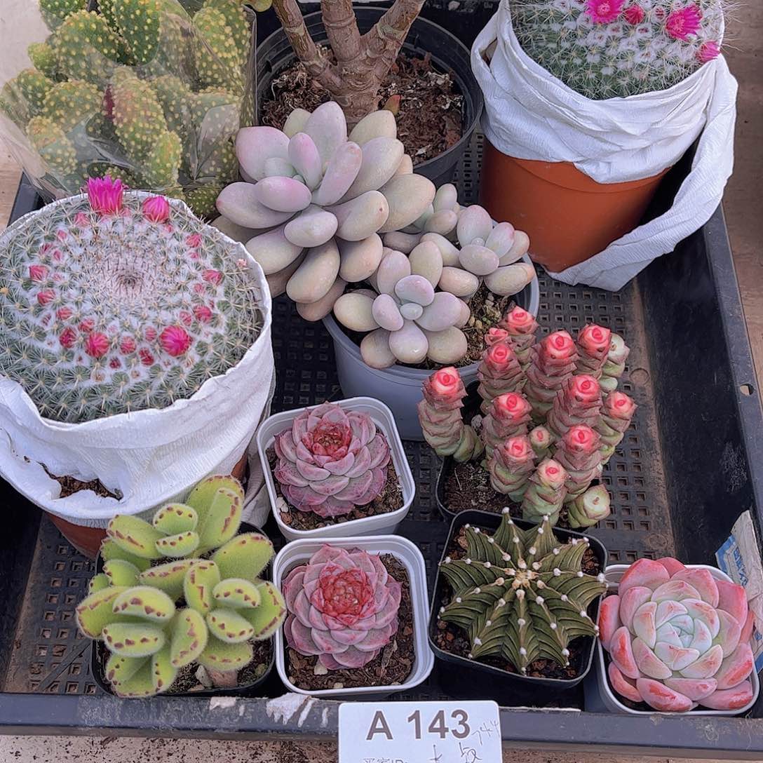 多肉143多肉植物