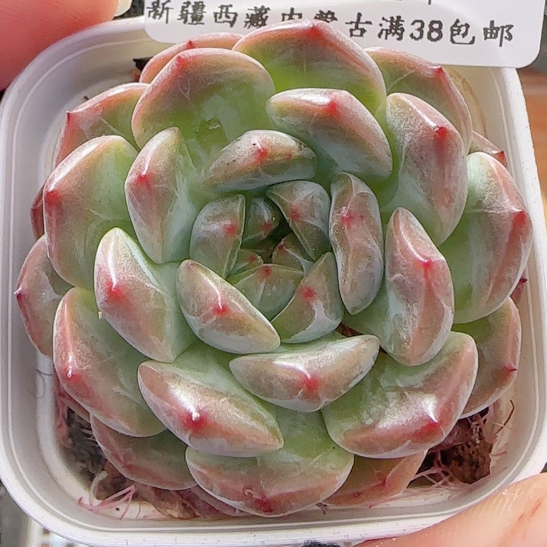 多肉0701-134暗纹糖心