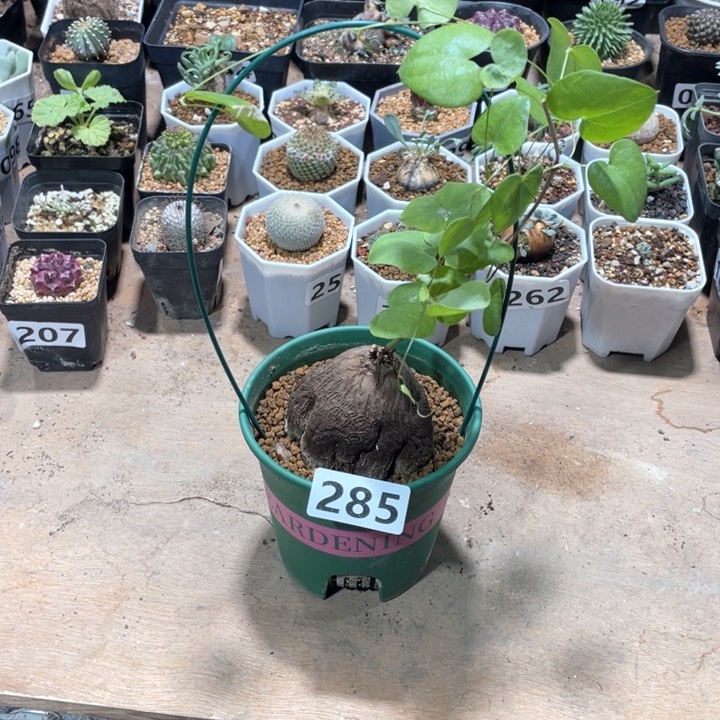 284象足龟甲龙块根