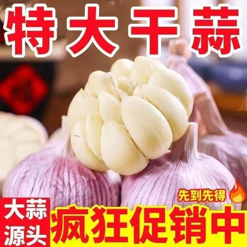 正宗紫皮大瓣蒜干蒜辛辣十足个大饱满as