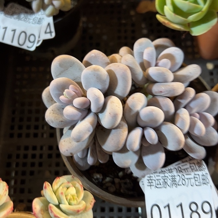 幸运的是我还没遇到你