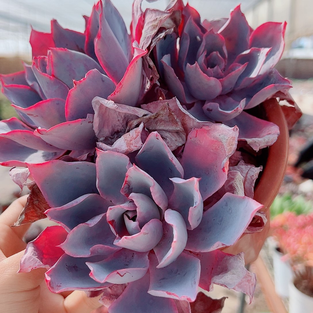 晚霞仙子多头群生老桩