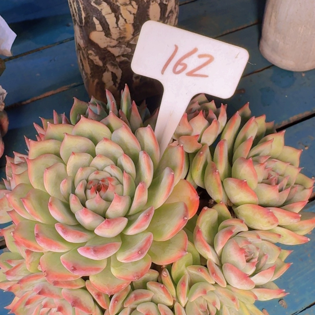 多肉植物和植物等植物