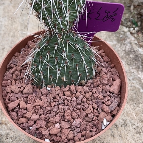 原***则仙人掌地狱之路两连片无根