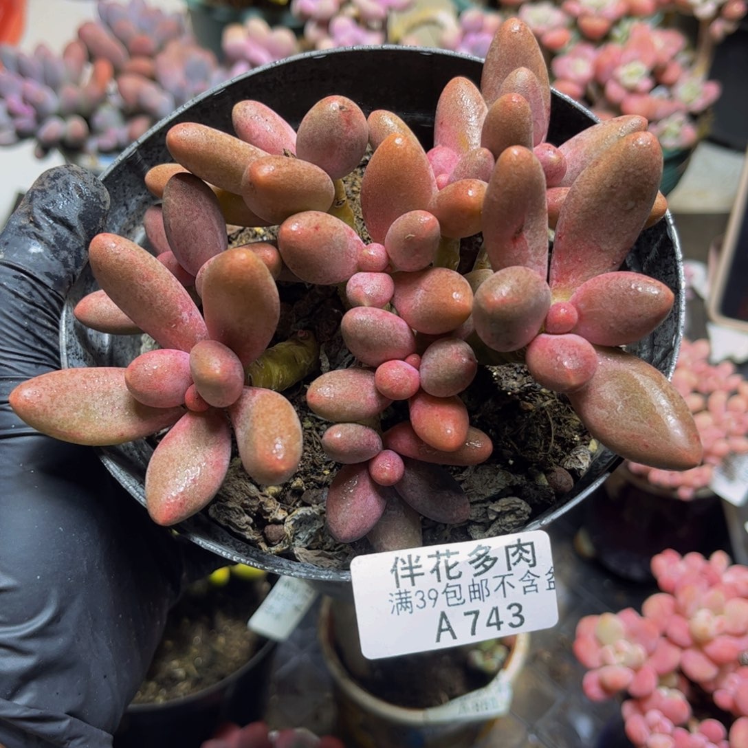 743糖果美人13厘米