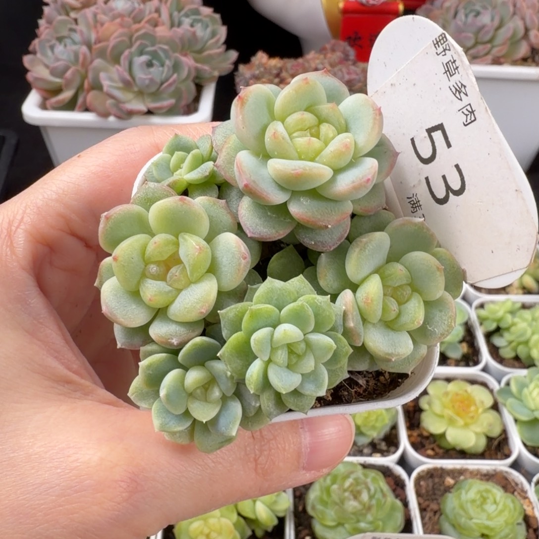 财富甜心拼盆整盆六头散53号