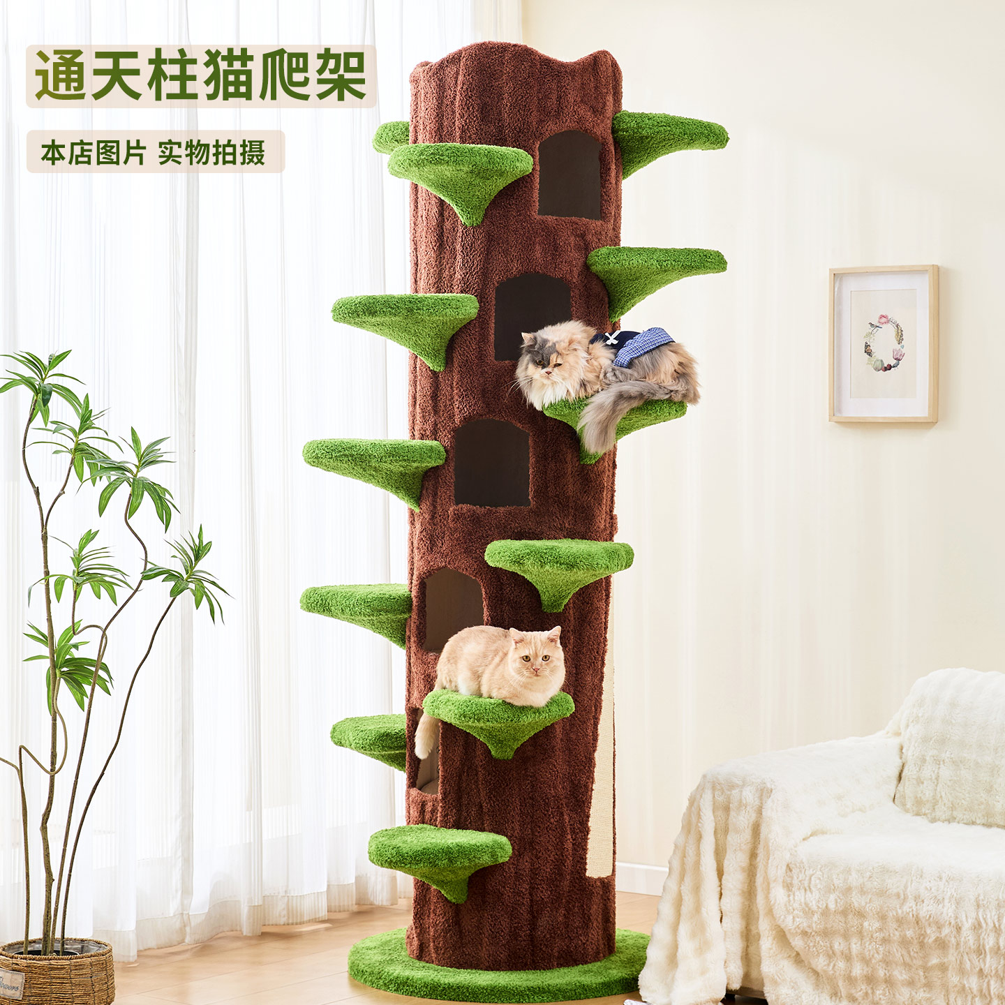 实木通天树猫爬架大型猫窝一体四季通用不占地猫树
