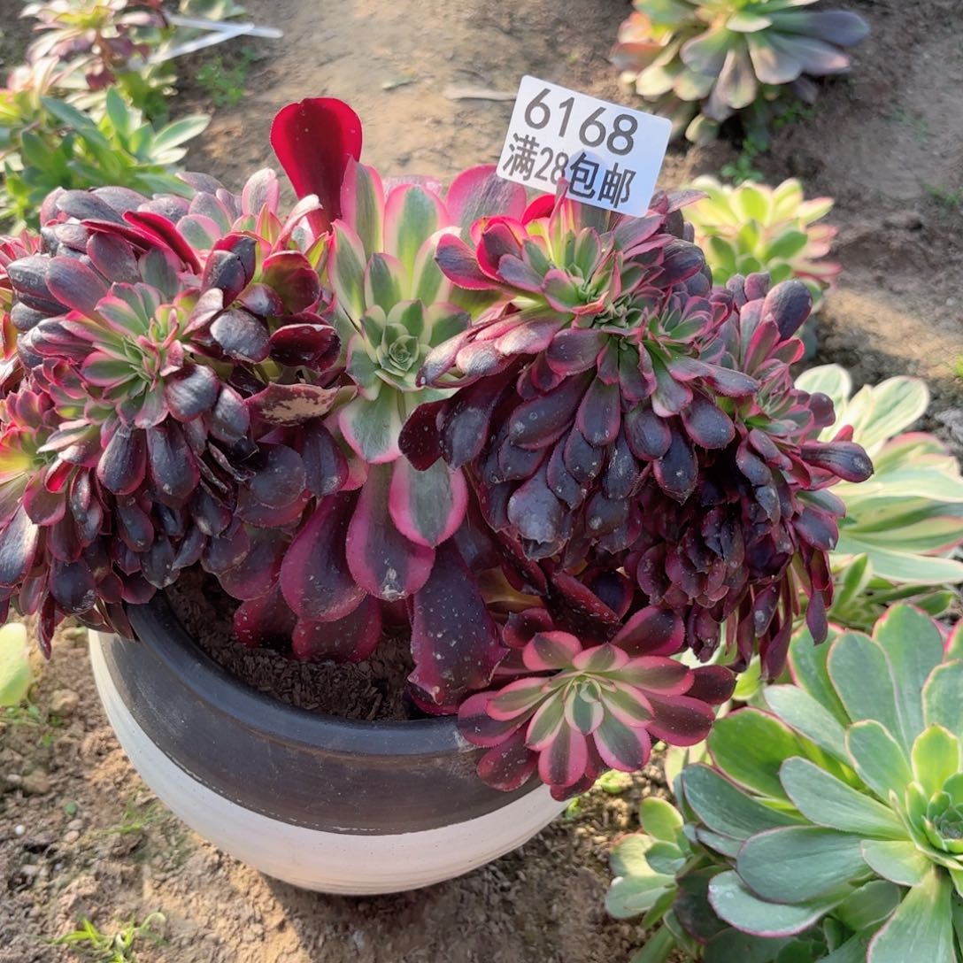 A. 6168美杜莎多肉