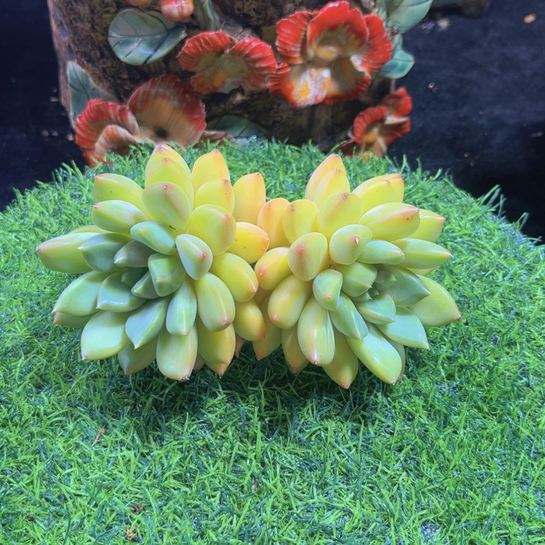 完全开放多肉植物红象牙