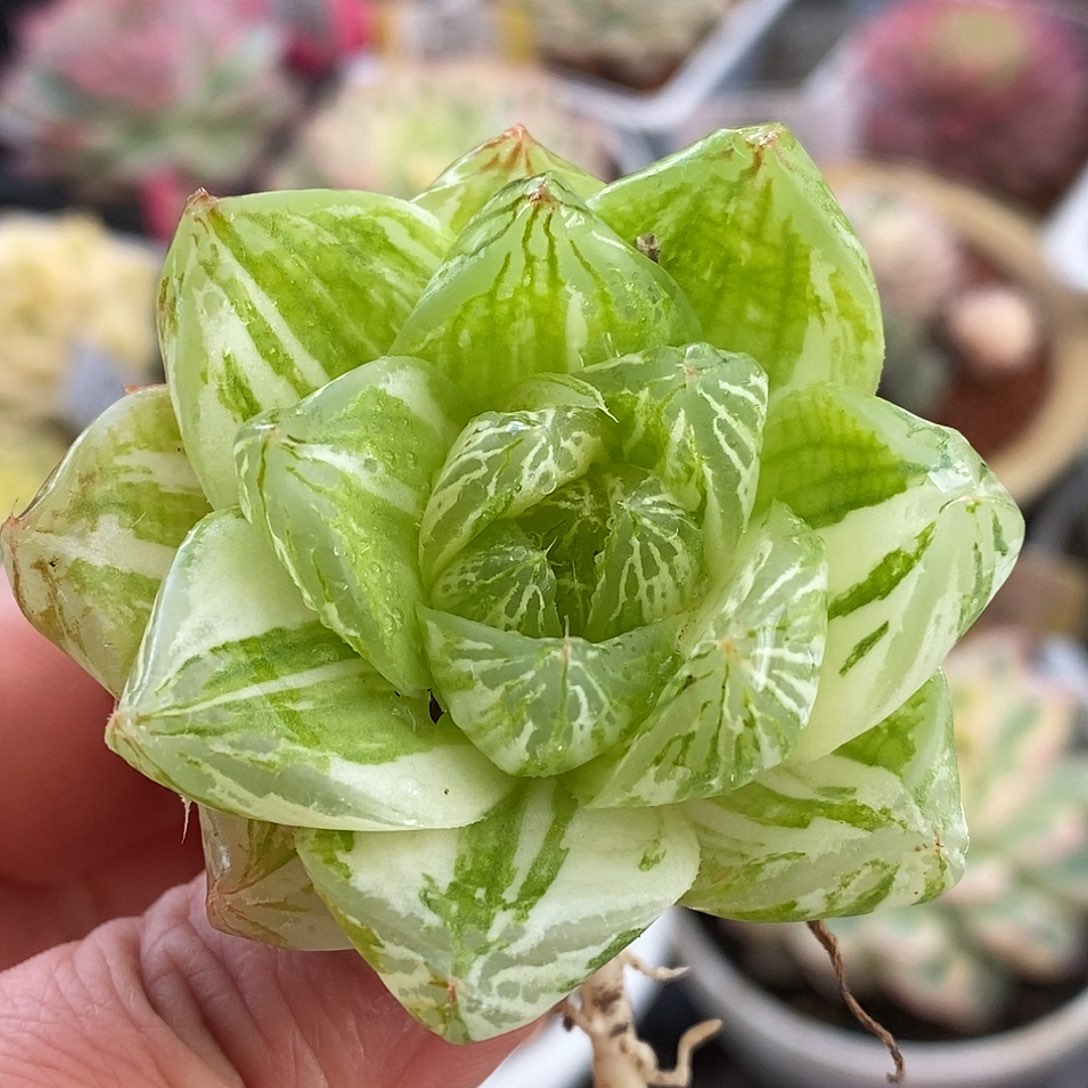 031哈哈哈哈哈哈哈哈哈