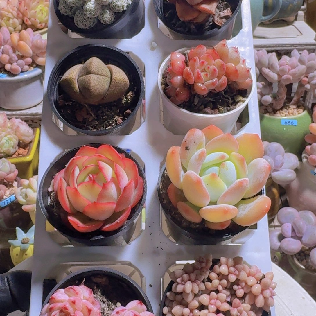 框拍一物一拍编号827