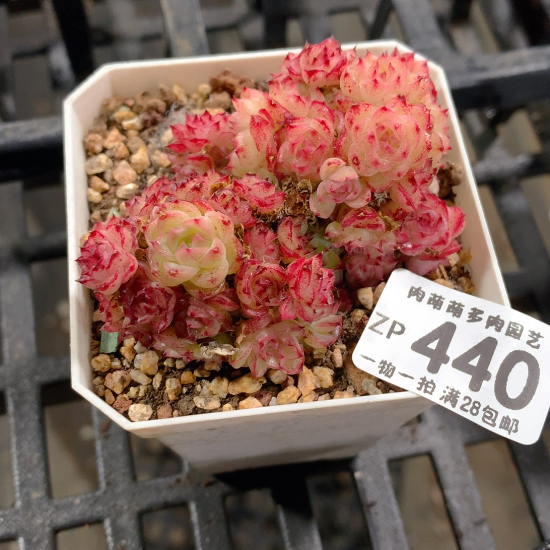 肉萌萌拇指盆精控多肉ZP440