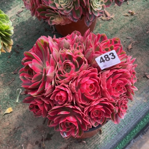 483粉女巫（杆子歪）