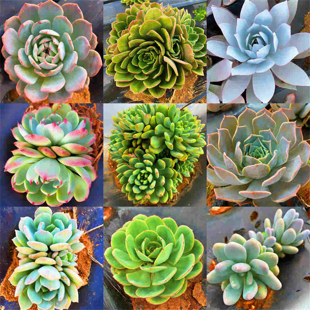 4号地 地栽多肉 任意2单包邮